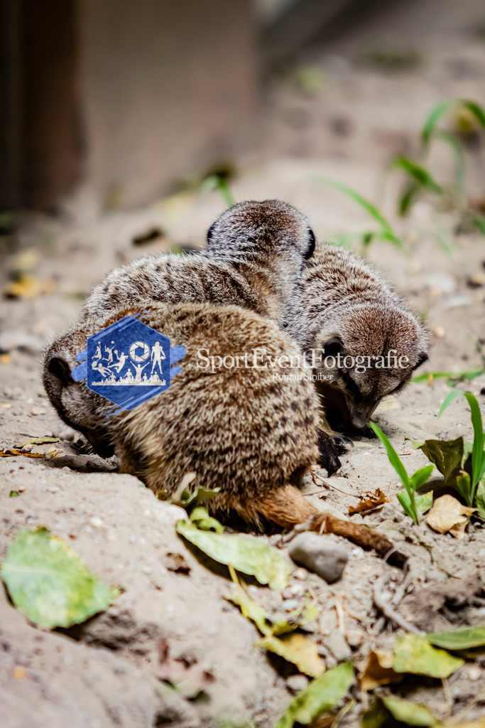 IMG_2838 | SportEventFotografie - Roman Stoiber