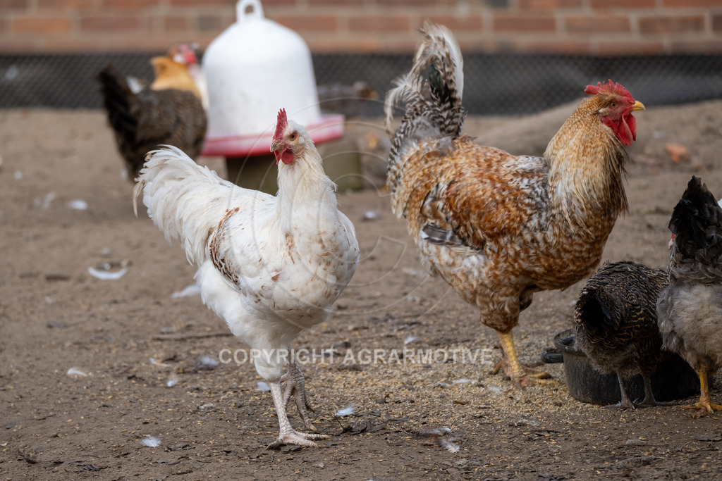 20221029-_DSF9881 | Freilaufende Biohühner in Biohaltung - Realisiert mit Pictrs.com