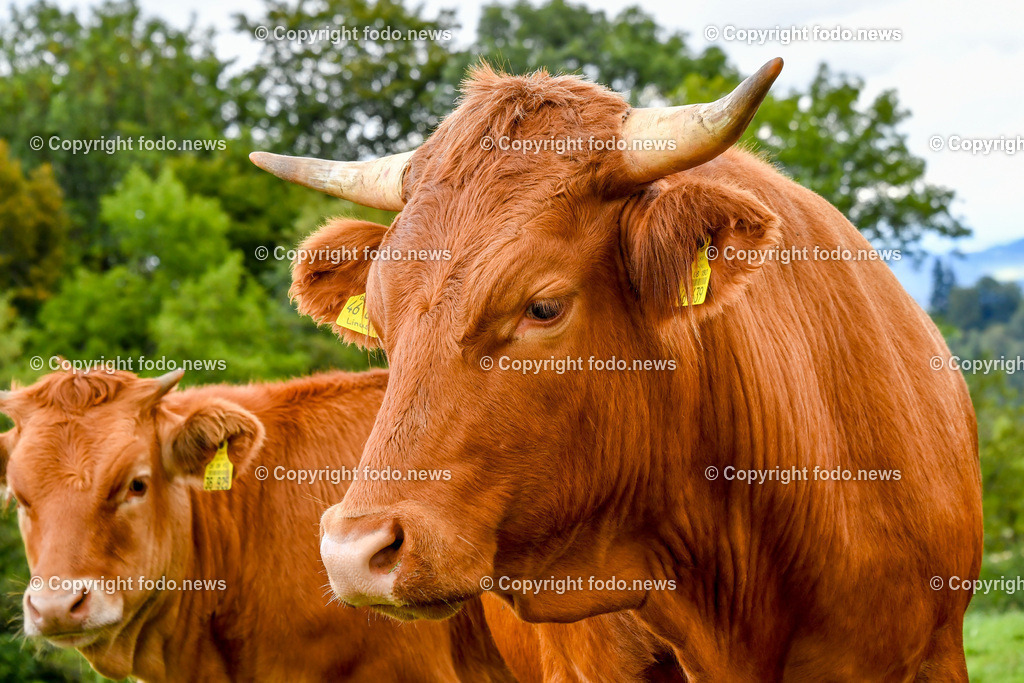 Deutschland_ Baden-Wuerttemberg_ Weilheim an der Teck_ 13.09.2025-9 | 13.09.2025, Deutschland, GER, Baden-Wuerttemberg, Weilheim an der Teck am Fuße der Schwaebischen Alb, im Bild Themenbild, Kuh, Kuehe, Rind, Rinder, Hoerner, Weide, Wiese, Landwirtschaft, Tier, Natur, gruene Wiese, Bauernhof, Ohrmarken, Tierhaltung, Landleben, Sommer, Landschaft, Landwirtschaftsbetrieb, Feature, Symbolbild