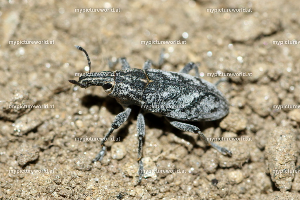 Coniocleonus hollbergii-001 | Das Bilderarchiv über Tiere, Planzen und Landschaften. In der Bilddatenbank finden Sie ein große Auswahl an hochwertigen Bilder für Ihre Werbung - Realisiert mit Pictrs.com