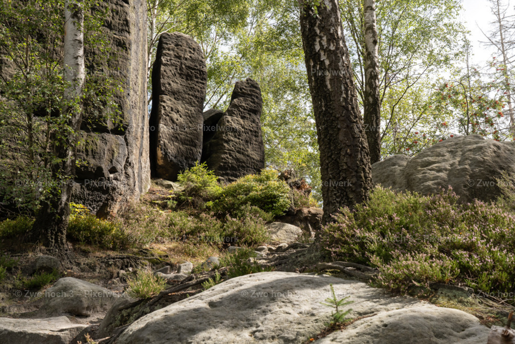 Frienstein_Baumstamm_Birke_Felsen_Felsblock_Heidekraut | 2022-09-02_Waldbrandgebiete_2 - Realisiert mit Pictrs.com