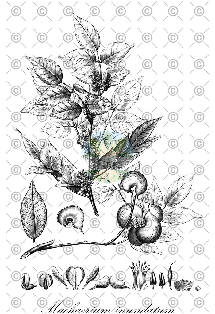 HistAbb_wfo-0001293566_2_ENZY_Simple | Historische Abbildung von Machaerium inundatum - Fabaceae | Historical Illustration of Machaerium inundatum - Fabaceae