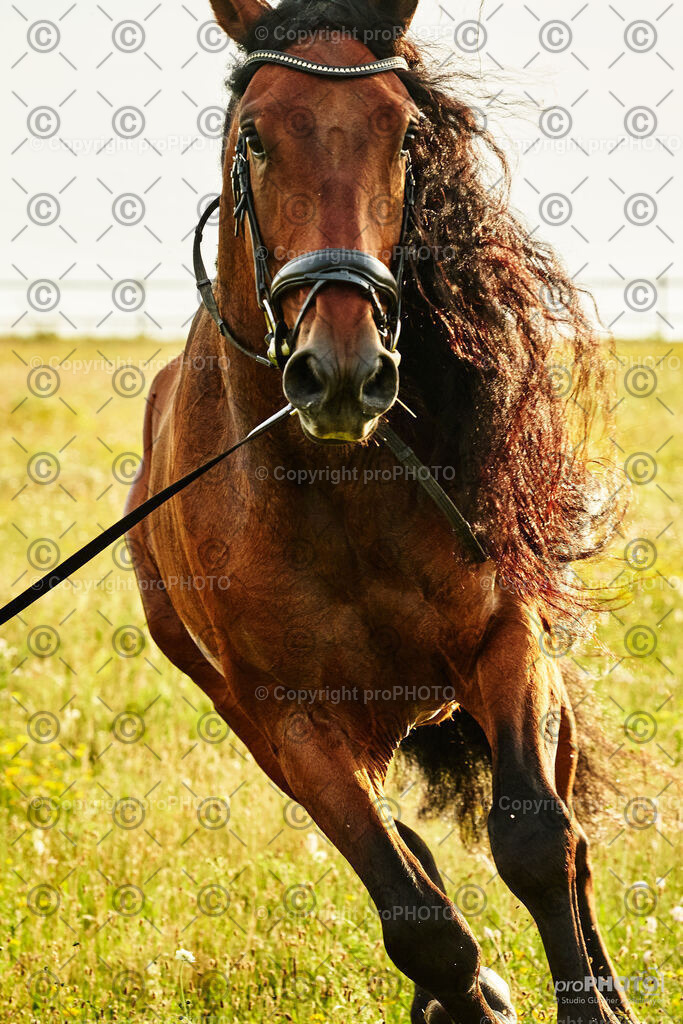 369_202406_Niki-Herodes_NZ9_0383 | proPHOTO - Realisiert mit Pictrs.com