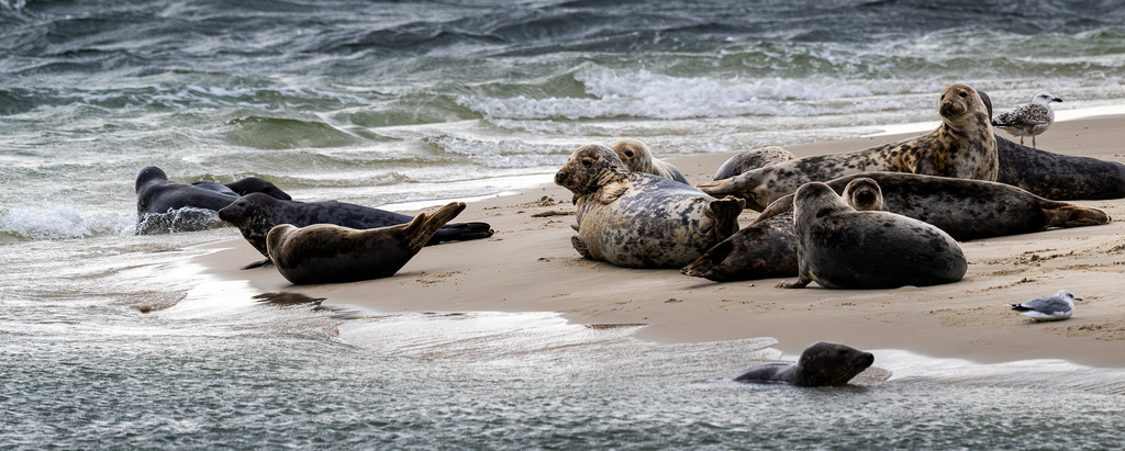 Kegelrobben und Seehunde an der Brandungskante vor Texel: Ruhepause im Nordseewasser | Eine Gruppe von Kegelrobben und Seehunden ruht an der feinsandigen Brandungskante einer Sandbank vor der Insel Texel. Während einige Tiere im flachen Küstenwasser schwimmen oder an Land gleiten, blicken andere aufmerksam in die Kamera. Das ausdrucksstarke Naturmotiv eignet sich ideal für redaktionelle Berichte über den Nationalpark Wattenmeer, Artenschutz, Meeressäuger, Nordseetourismus und Umweltthemen in den Niederlanden. - Realisiert mit Pictrs.com