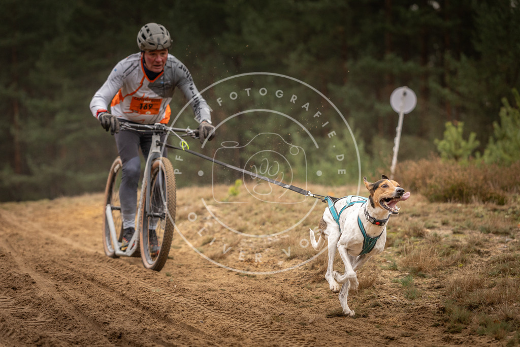 Pfotenfotografie_DV3A4498 | Hundefotografie, Tierfotograf, Pfotenfotografie, Fotoshooting Hund, Hunde Portrait, Hundesport, Hundeportraits, Heideshooting, Hunde, Sportfotograf, Hundefotograf, Turnierhundsport, THS,  - Realisiert mit Pictrs.com