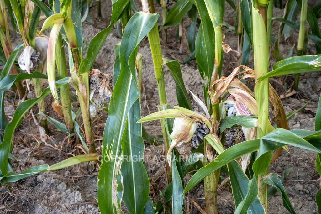 20220829-DSCF2918 | Pizerkrankung im Mais - Realisiert mit Pictrs.com