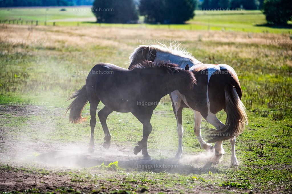 NZ9_9437 | Ingo Gerlach