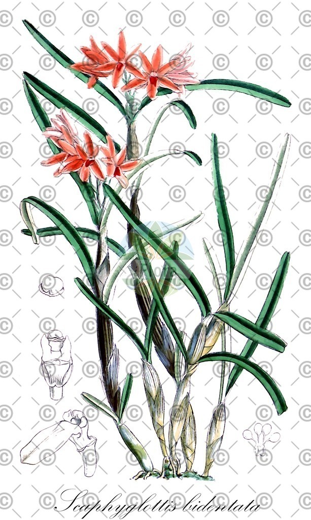 HistAbb_7D9L_2_ENZY_Simple | Historische Abbildung von Scaphyglottis bidentata - Orchidaceae | Historical Illustration of Scaphyglottis bidentata - Orchidaceae