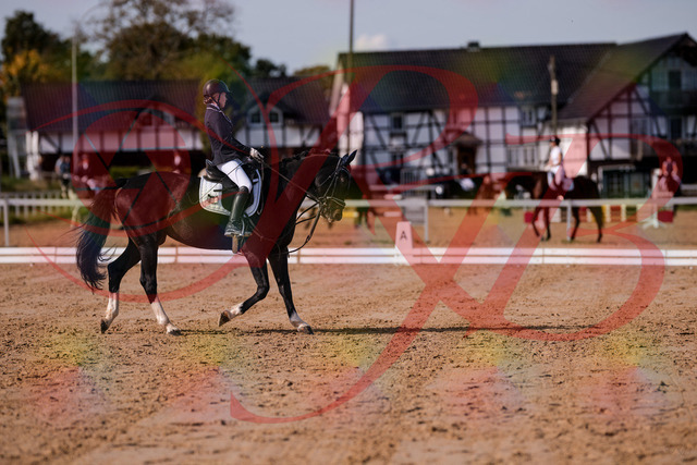 2026_10_03_Siefer-Hof_121536_Z81_17283869 | Professionelle Reitsport-, Turnier- und Eventfotografie von Robert Broda. Galerien mit ausgewählten und bearbeiteten Bildern direkt online ansehen und bestellen.