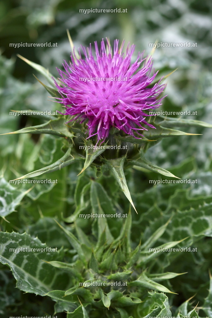 Mariendistel-002 | Das Bilderarchiv über Tiere, Planzen und Landschaften. In der Bilddatenbank finden Sie ein große Auswahl an hochwertigen Bilder für Ihre Werbung - Realized with Pictrs.com