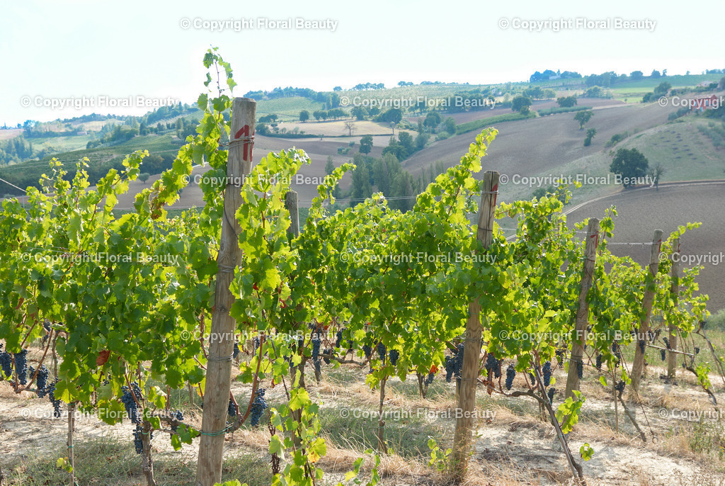Weingut in Italien | Weinreben auf Hügel in Italien - Realisiert mit Pictrs.com