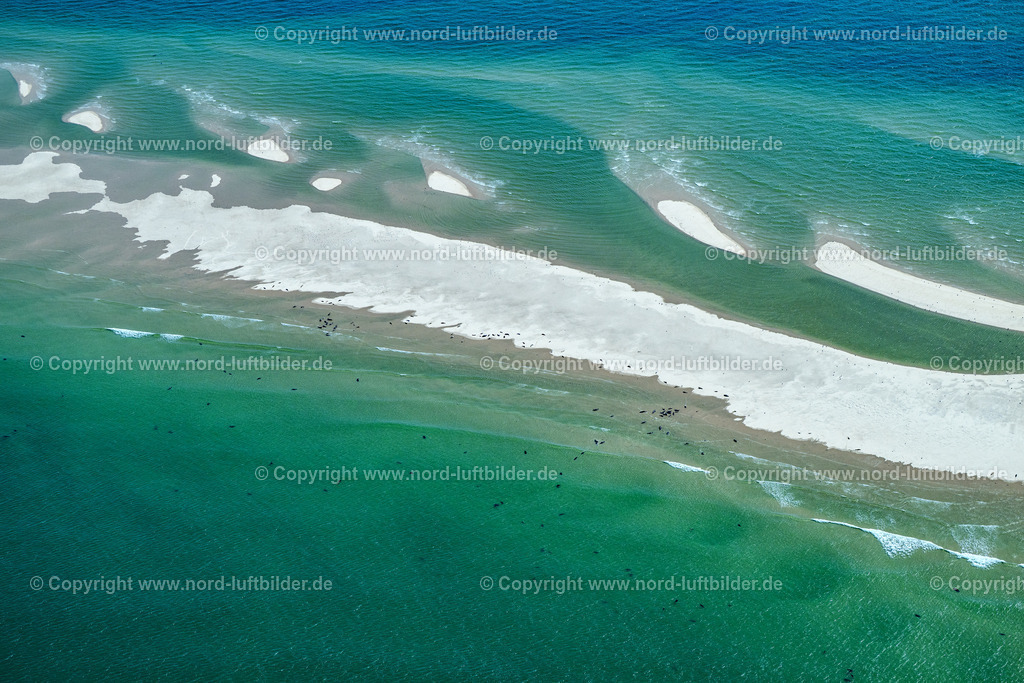 Sylt_Hörnum_Robben_und_Seehundbänke_ELS_5688130825 | SANDBANK VOR AMRUM SYLT 21.06.2025 Seehunde, Kegelrobben auf einer Sandbank- Landfläche in der Meeres- Wasseroberfläche Nordsee vor Amrum im Bundesland Schleswig-Holstein. // Seals on one area in the sea water surface North Sea in front of Amrum in the state Schleswig-Holstein. Foto: Martin Elsen