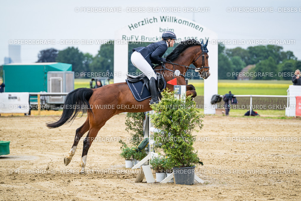 DSC05134 | Pferdegrafie