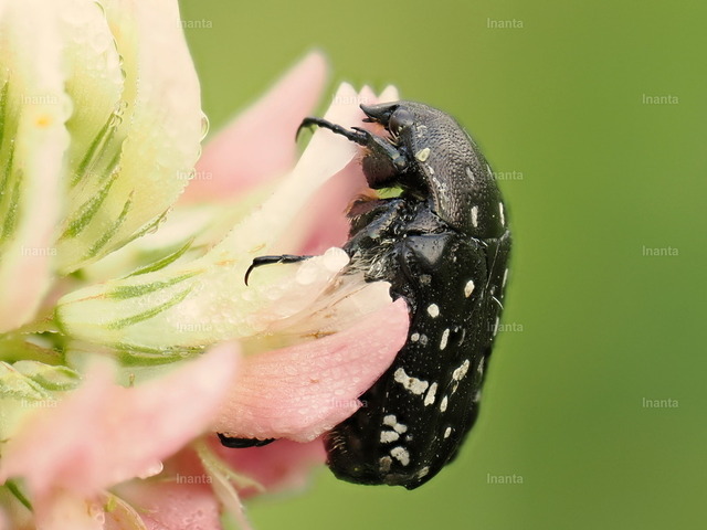 Trauer-Rosenkäfer (Oxythyrea funesta) | Der Trauer-Rosenkäfer (Oxythyrea funesta) ist ein 8–12 mm großer, glänzend schwarzer Blatthornkäfer mit auffälligen weißen Flecken. Er gehört zur Familie der Rosenkäfer und wird häufig auf Blüten beobachtet. –  – The Mourning Rose Chafer (Oxythyrea funesta) is a striking 8–12 mm shiny black beetle with distinctive white spots. It belongs to the rose chafer family and is commonly found on flowers. - Realisiert mit Pictrs.com
