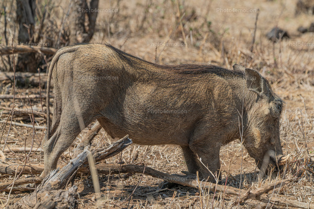 DSC07857-arw_DxO_DeepPRIMEXD | Willkommen bei Photo4emotion  -  Bei uns finden Sie Fotos, die für sich selbst sprechen...
Leben, Bewegung und Emotion ist unser Motto, welches wir mit Leidenschaft in unserer Fotographie verfolgen.

 - Realisiert mit Pictrs.com