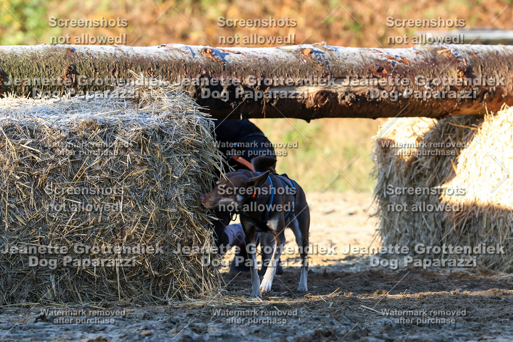 Dog Paparazzi - Strongdog 10-25-715 | Dog Paparazzi Jeanette Grottendiek Fotografie & Videografie - Realisiert mit Pictrs.com