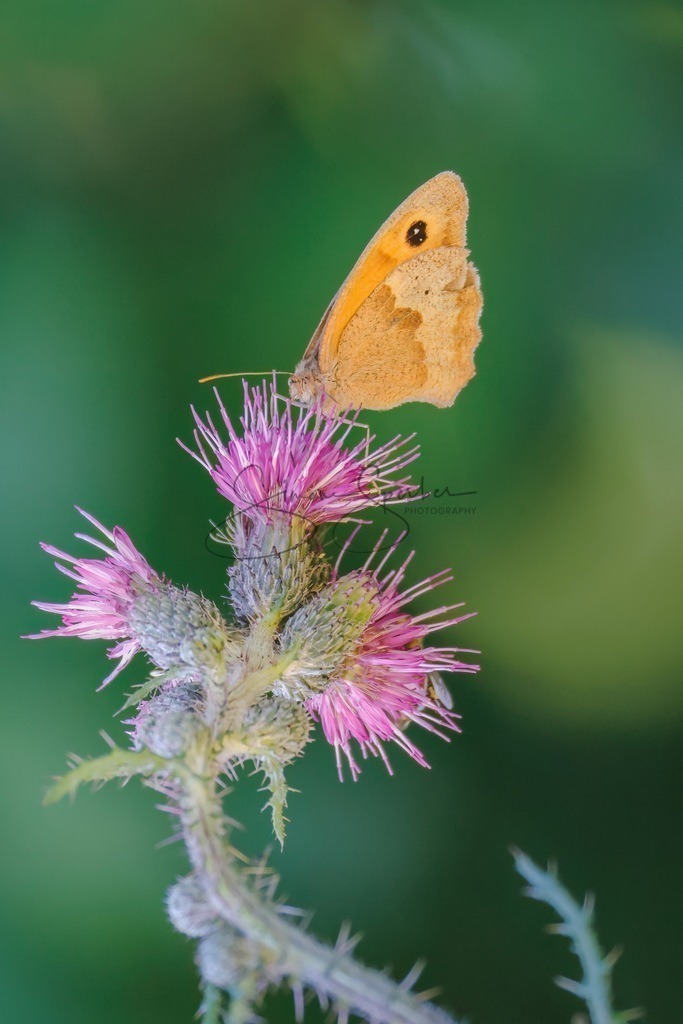 Großes Ochsenauge auf Distel | Simone Sperber, svb-photography,Fotografin,Bilddesignerin,Naturfotografie,Macrofotografie,Tierfotografie,Wildtierfotografie,Ausstellungen,Auftragsfotografie,Kunst,Art,Photographer,Shootings,Bildberatbeitung,Galerie,Shop
