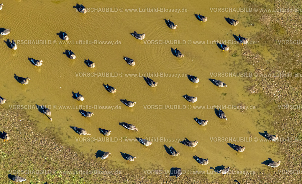 Wesel240311843 | Luftbild, Gänse beim Baden in einer Wasserpfütze auf einer Wiese neben dem Hansenhof, Bislich, Wesel, Nordrhein-Westfalen, Deutschland