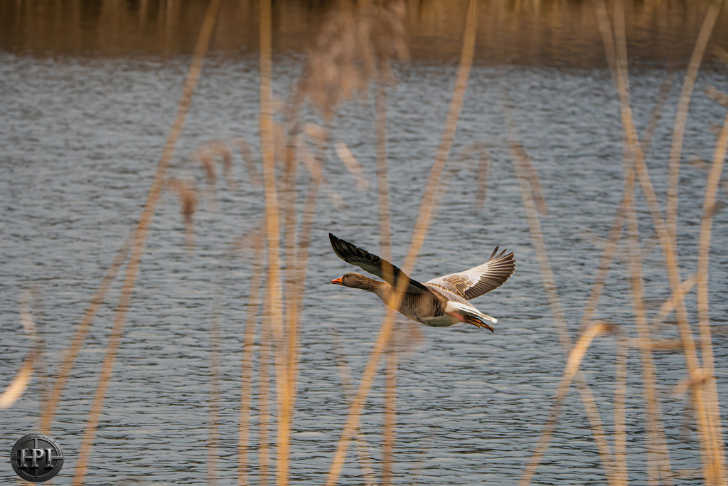 Zwischen Schilf und Himmel | Gans im Tiefflug - Realisiert mit Pictrs.com