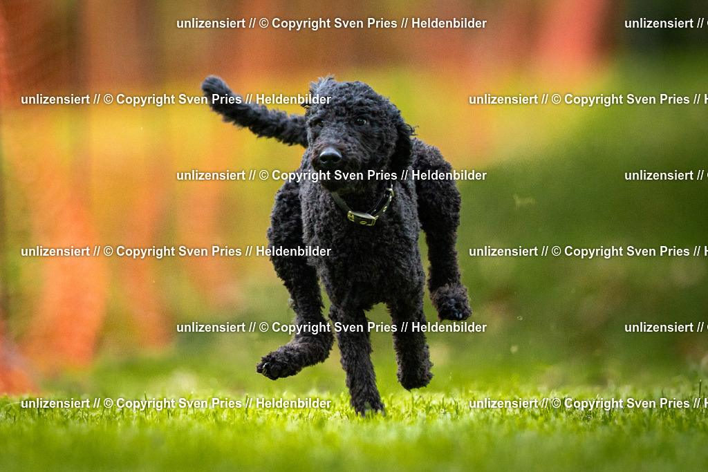 Sven Pries | 2025-09-21 - Hunderennen Baden-Oos - Realisiert mit Pictrs.com