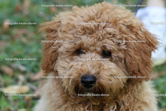 1P8A0604 | Fotografie, Tiere, Hunde, Katzen, Pferde, Sportfotografie, Fotosession, Tierfotografie, Turnierfotografie, Fotografin, Fotograf - Realisiert mit Pictrs.com