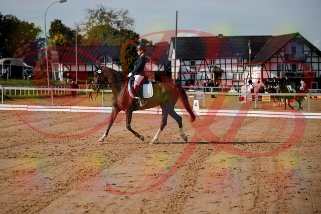 2026_10_03_Siefer-Hof_114729_Z63_26424898 | Professionelle Reitsport-, Turnier- und Eventfotografie von Robert Broda. Galerien mit ausgewählten und bearbeiteten Bildern direkt online ansehen und bestellen.