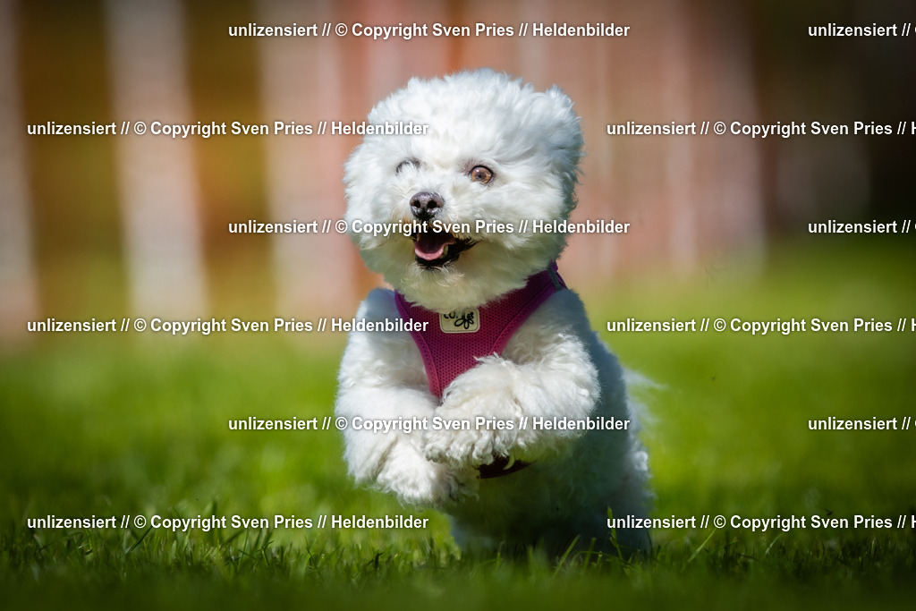 Hunderennen_April_2026_472 | 2026-04-26 - Hunderennen Baden-Oos April 2026 - Realisiert mit Pictrs.com
