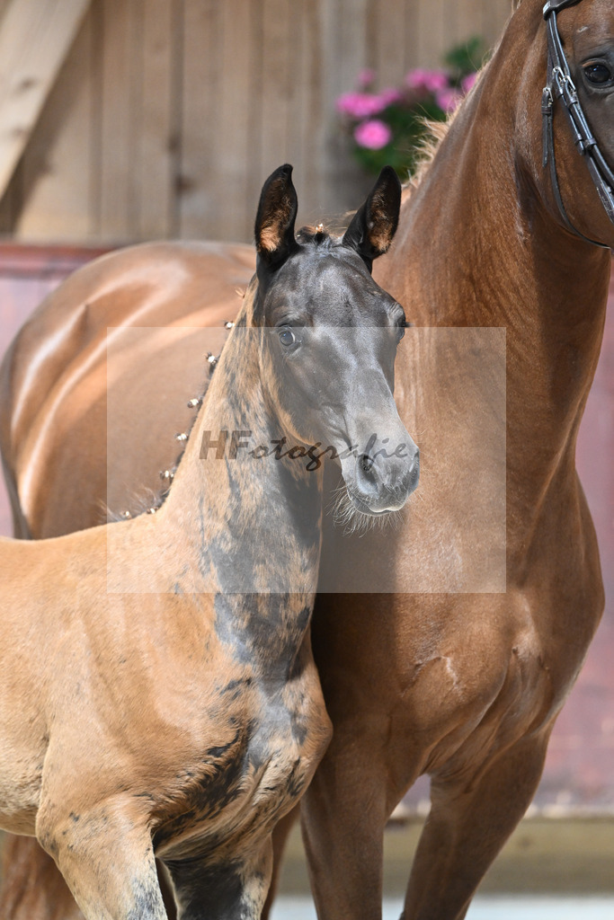 Kat-Nr. 24 SF Bon Esprit x Samico_Haarmann_32240094 | hf-fotografie - Realizzato con Pictrs.com