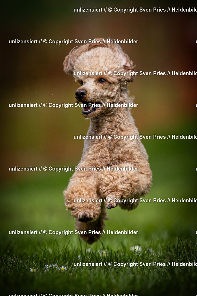 Sven Pries | 2025-04-13 - Hunderennen Baden-Baden - Realisiert mit Pictrs.com