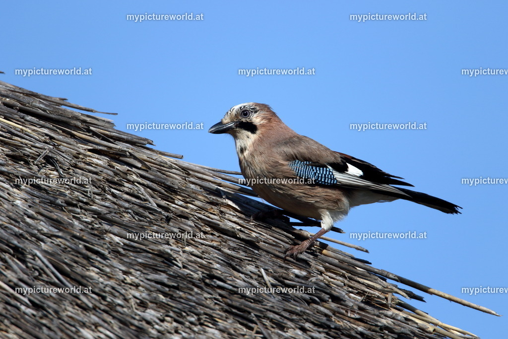 Eichelhäher-021 | Das Bilderarchiv über Tiere, Planzen und Landschaften. In der Bilddatenbank finden Sie ein große Auswahl an hochwertigen Bilder für Ihre Werbung - Realisiert mit Pictrs.com