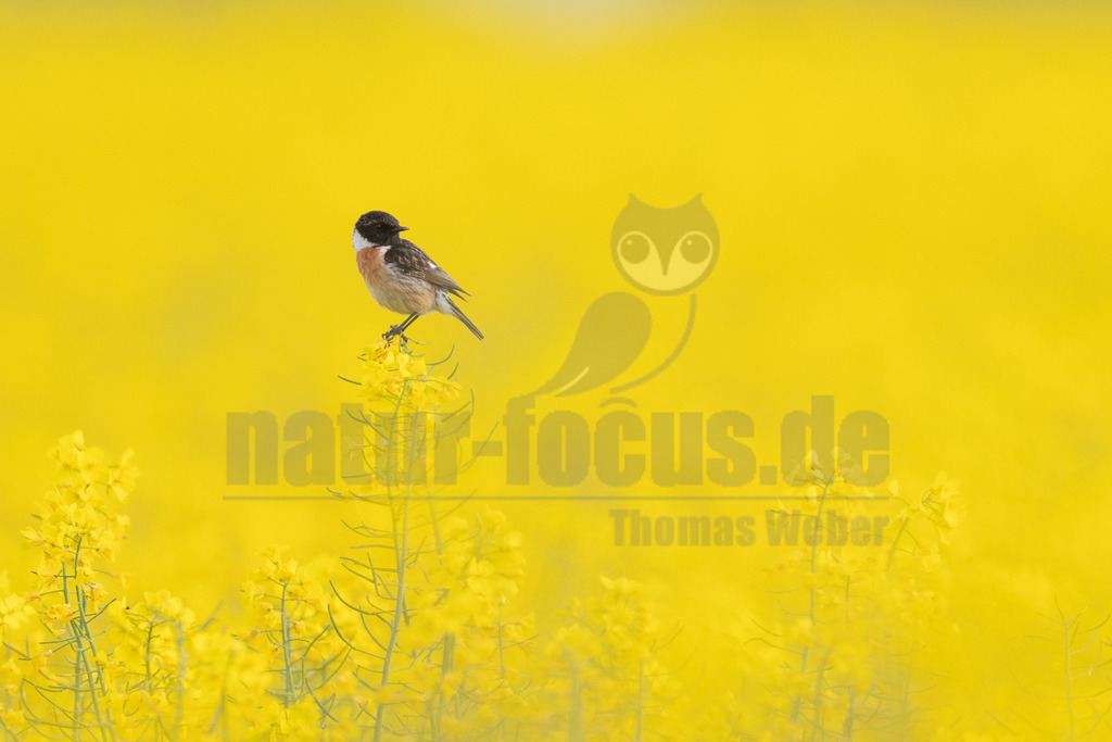 R6M35501_20260507 | Ein männliches Schwarzkehlchen (Saxicola rubicola) sitzt auf einer gelben Rapsblüte in einem weiten, leuchtend gelben Rapsfeld. Der Vogel hat einen schwarzen Kopf, einen weißen Halskragen und eine orange-braune Brust. Sein Rücken ist dunkelbraun gefärbt. Das Schwarzkehlchen blickt nach rechts und ist scharf fokussiert, während der Hintergrund des Rapsfeldes sanft verschwommen ist. - Realisiert mit Pictrs.com