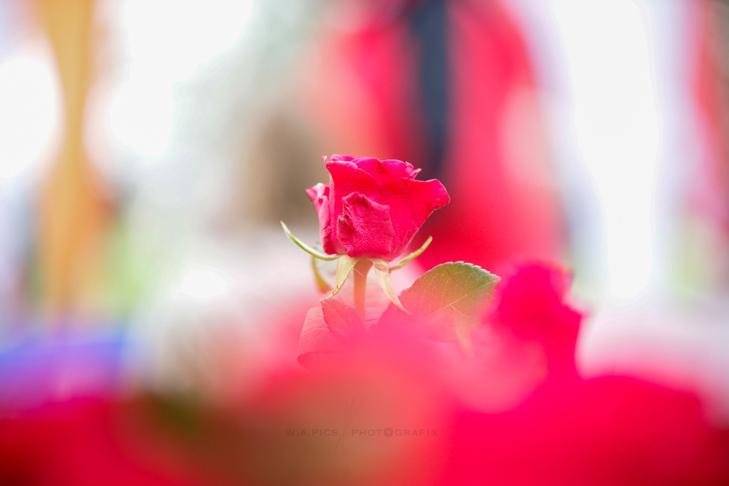 ..... | LINZ,AUSTRIA, 23.06.24, ÖGK Frauenlauf Linz  , Image shows: Photo: WAPICS / Andreas Willdoner