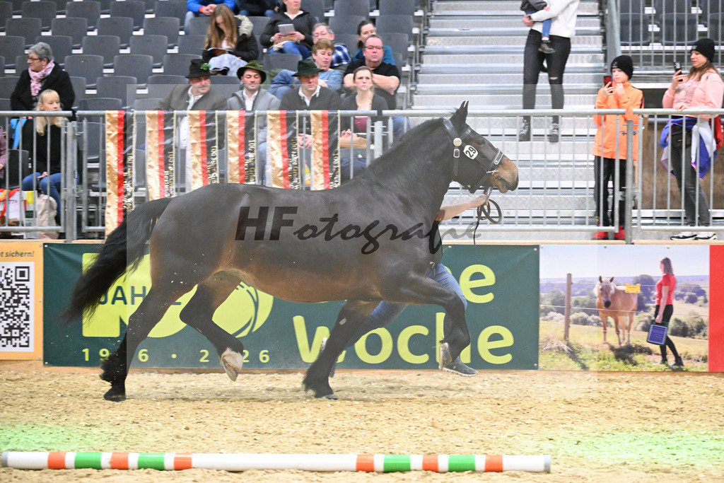 Kat-Nr. 29 Fiona v. Rupertiwinkel_Eham_1260442 | hf-fotografie - Realisiert mit Pictrs.com