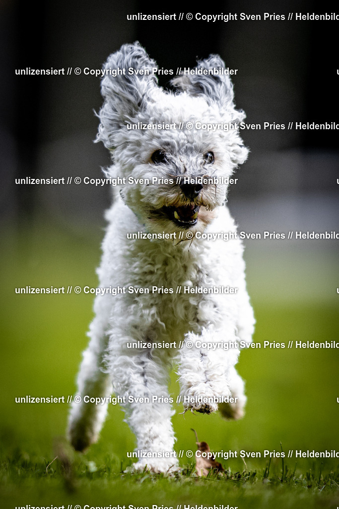 Sven Pries | 2025-10-03 - Hunderennen Obergrombach - Realisiert mit Pictrs.com