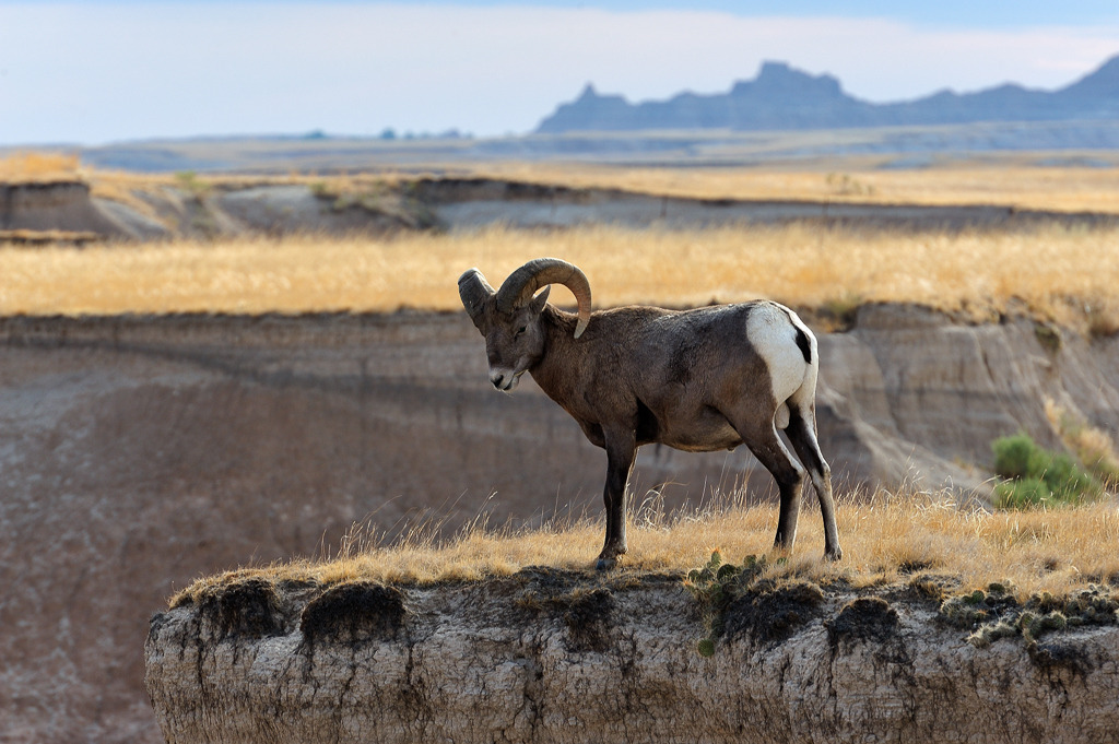 bighorn-sheep-2012-381 | Männliches Dickhornschaf (Ovis canadensis)/Bighorn Sheep bei Interior im Badlands National Park in South Dakota (USA) - Realisiert mit Pictrs.com