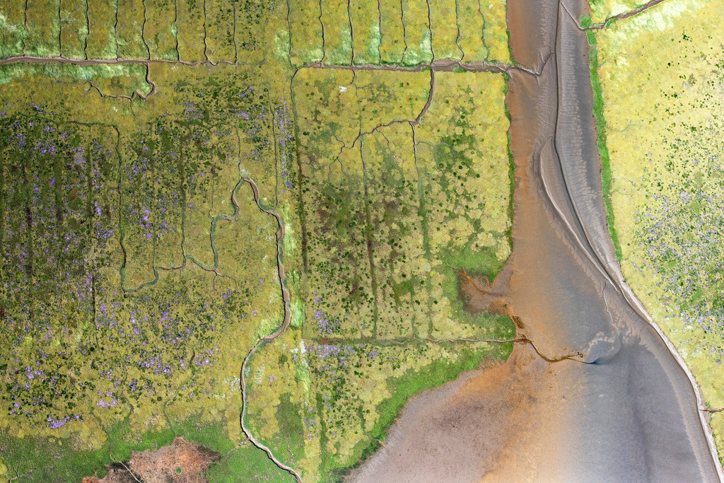 dr__0038917.jpg | WESTERHEVER 23.07.2019 Senkrecht- Luftbild aus der Satelliten- Perspektive vom Grasflächen- Strukturen einer Feld- und Wiesen- Landschaft der Nordsee in Westerhever im Bundesland Schleswig-Holstein, Deutschland. // Vertical aerial view from the satellite perspective of the grass area structures of a salt marsh landscape of North Sea in Westerhever in the state Schleswig-Holstein, Germany. Foto: Daniel Reiter