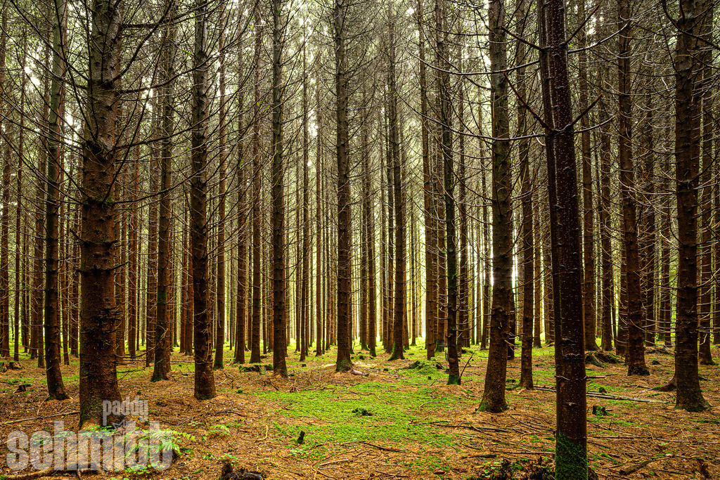 PS-Natur-2026-74 | Entdecke die größte Bildgalerie der Region mit Fotografien aus dem Allgäu, der Bodenseeregion, Oberschwaben, dem Donautal und der Schwäbischen Alb. Landschaften, Luftaufnahmen und Reisefotografie als Wandbild und Fotokunst. - Realisiert mit Pictrs.com