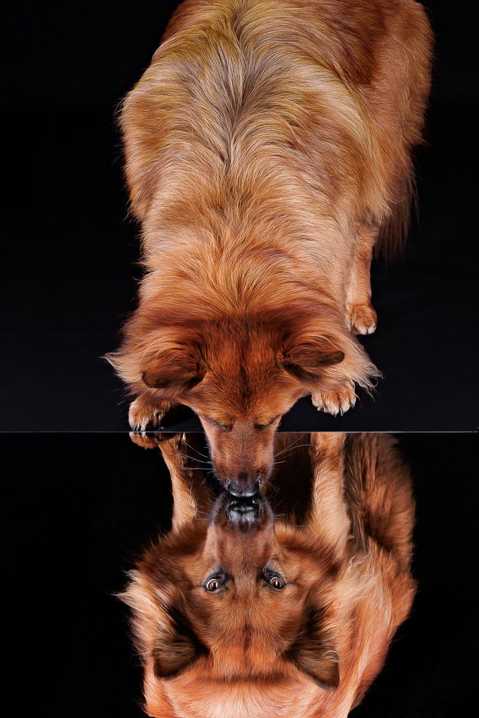 Hundefotografie im Professionellen Heimstudio | Hundefotografie mit professioneller Blitzanlage Kreative Fotografie mit Spiegel