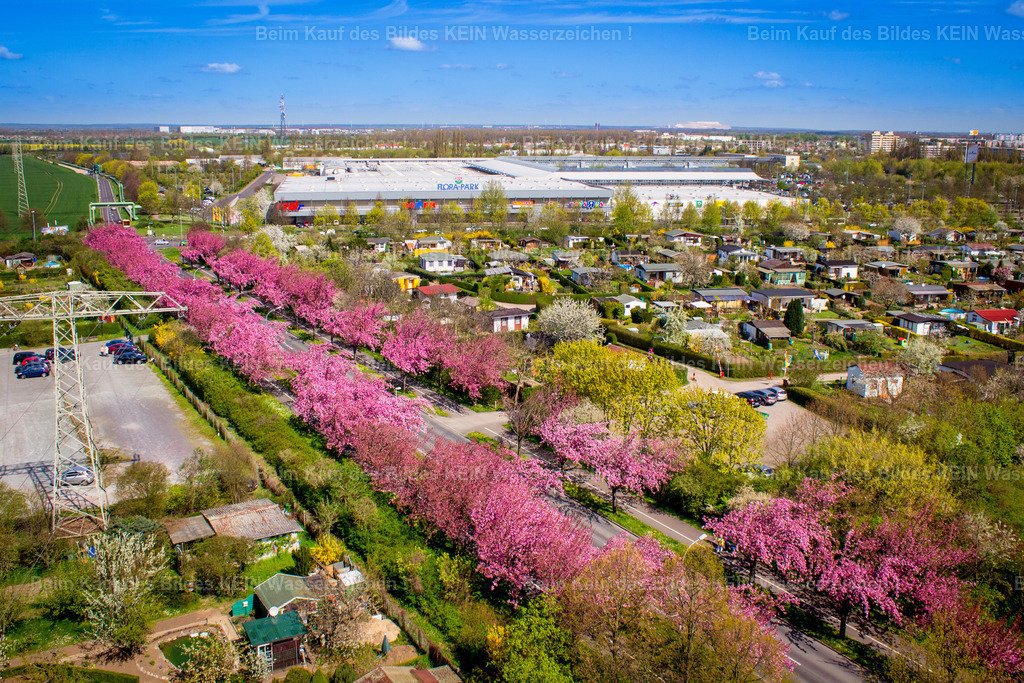 Florapark-5444 | rosa Kirschblüte am Holzweg, Hintergrund Florapark - Realisiert mit Pictrs.com