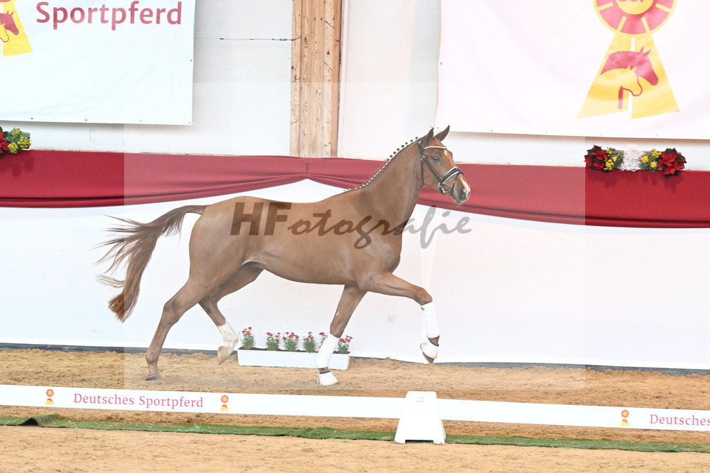 Kat-Nr. 53 Va Bene x Locksley III_Albert_43230945 | hf-fotografie - Realisiert mit Pictrs.com