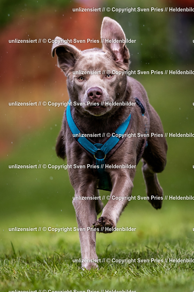 Sven Pries | 2024-04-21 - Hunderennen Baden-Oos
Foto: Sven Pries - Realisiert mit Pictrs.com