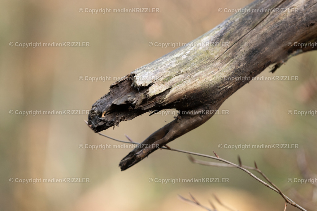 _J3A9139 | medienkrizzler - Realisiert mit Pictrs.com