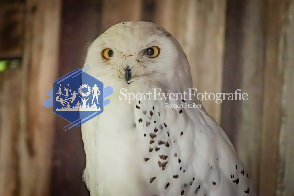 IMG_2931 | SportEventFotografie - Roman Stoiber