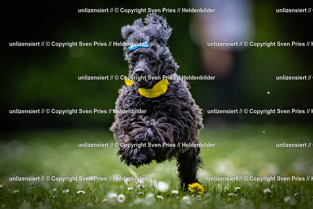 Sven Pries | 2025-05-29 - Pudelrennen KA-Durlach - Realisiert mit Pictrs.com