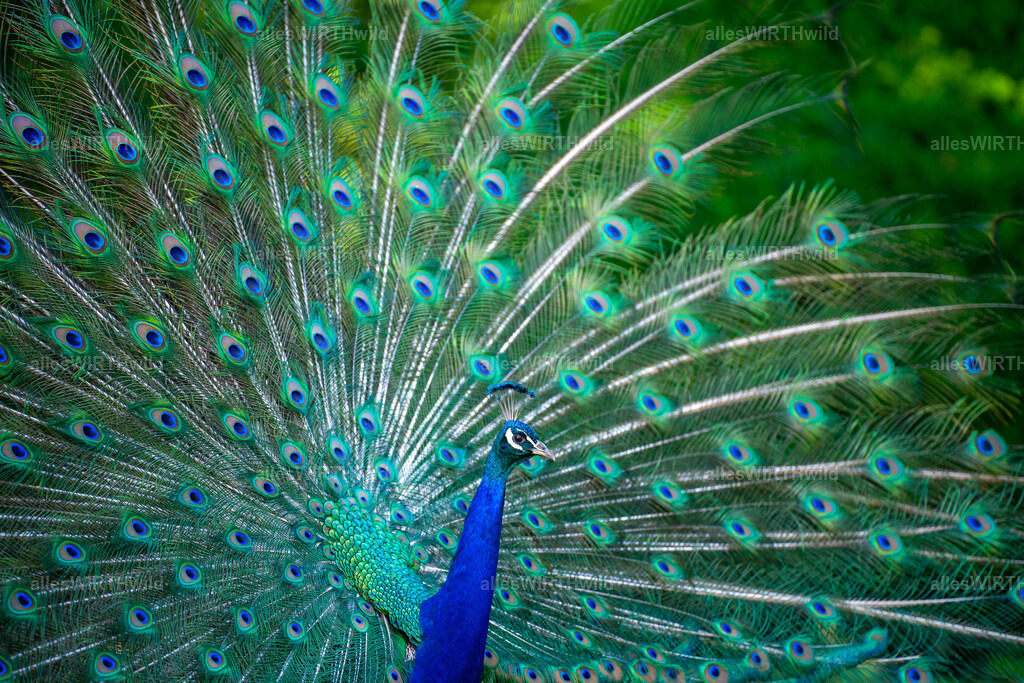Daniel Wirth - www.allesWIRTHwild.de -20210711-AWG00159 | Entdecke die faszinierende Welt der Natur- und Wildlife-Fotografie von Daniel und Bärbel. Inspirierende Bilder von wilden Tieren und kleinen Naturwundern.