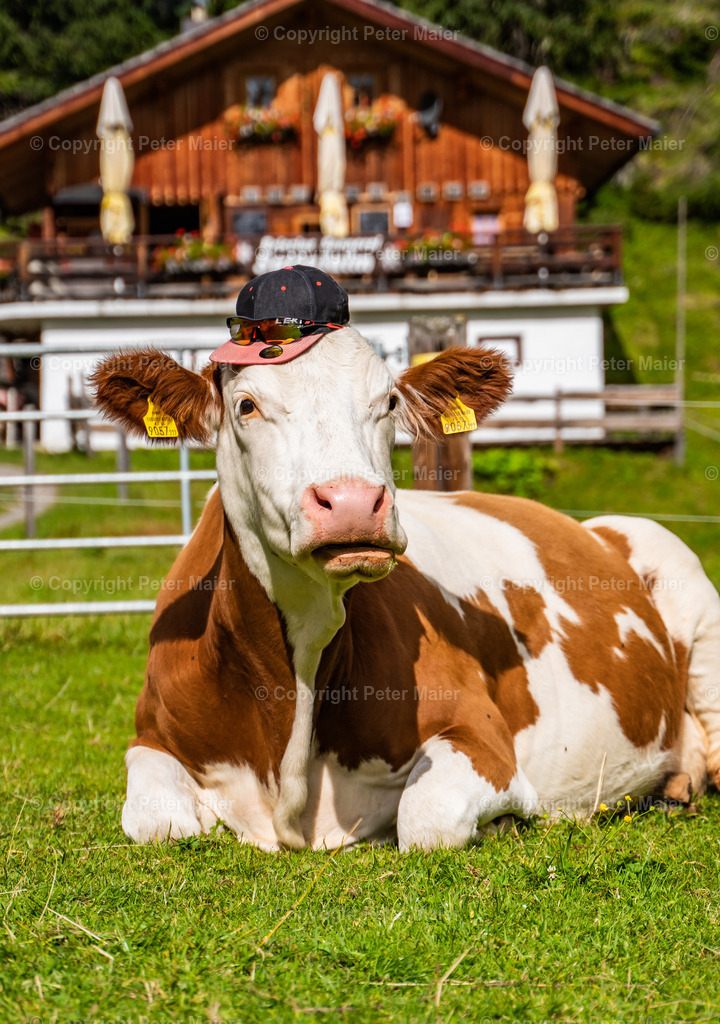 Sattelalm Abu | piet_flosse