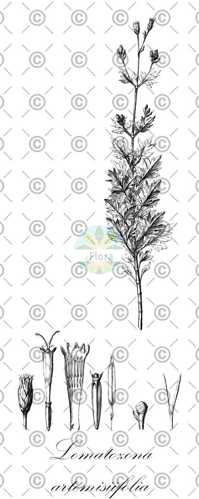 HistAbb_62XQ2_4_ENZY_Simple | Historische Abbildung von Lomatozona artemisiifolia - Asteraceae | Historical Illustration of Lomatozona artemisiifolia - Asteraceae