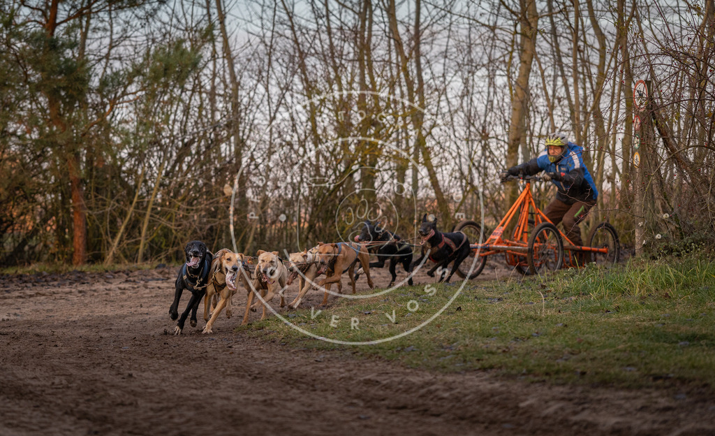 Pfotenfotografie_DV3A5842 | Hundefotografie, Tierfotograf, Pfotenfotografie, Fotoshooting Hund, Hunde Portrait, Hundesport, Hundeportraits, Heideshooting, Hunde, Sportfotograf, Hundefotograf, Turnierhundsport, THS,  - Realisiert mit Pictrs.com