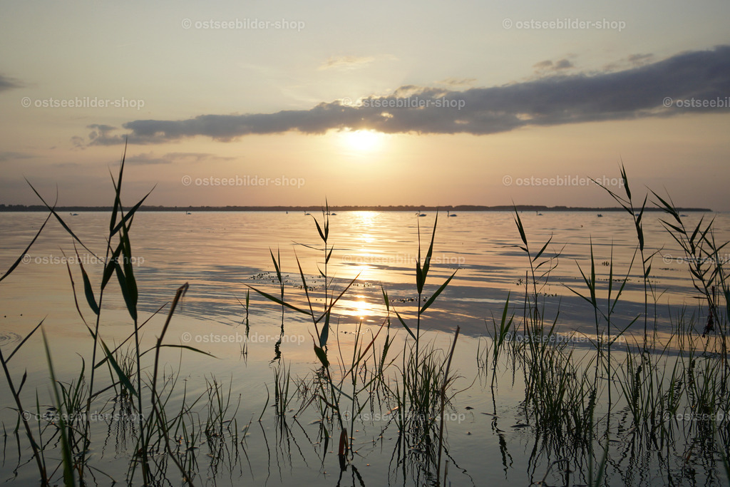 Sonnenreflexe auf der windstillen Ostsee | Das Bild zeigt den Blick vom Ufer mit Schilfhalmen zur Abendsonne über der spiegelglatten Ostsee.