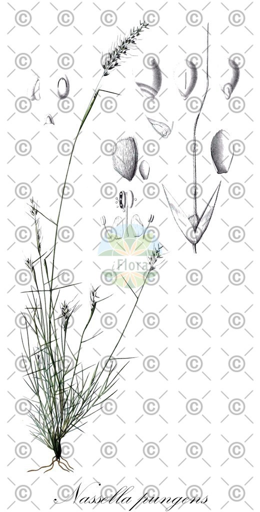 HistAbb_wfo-0000380323_1_ENZY_Simple | Historische Abbildung von Nassella pungens - Poaceae | Historical Illustration of Nassella pungens - Poaceae